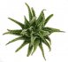  - ALOE cv. Jaws