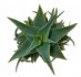 - ALOE cv. Blue Horizon