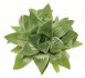  - HAWORTHIA cv. Milky Way