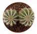  - ERIOCACTUS magnificus f. albispinus
