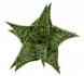  - ALOE cv. David Grigsby