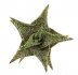  - ALOE hybrid cv. ex Reny ex Dick Wright