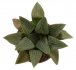 - HAWORTHIA comptoniana f. Whitestone ex Tomandl, SEEDLING