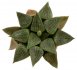  - HAWORTHIA comptoniana x emelyae ex Tomandl, SEEDLING