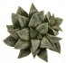  - HAWORTHIA cv. Ginsekai