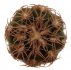  - GYMNOCALYCIUM spegazzinii var. punillense ex Paolo Drovandi
