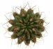  - PYRRHOCACTUS saxifragus