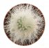  - CREMNOCEREUS albipilosus 