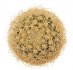  - DISCOCACTUS araneispinus