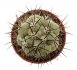  - ORTEGOCACTUS macdougallii 