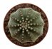  - ECHINOCEREUS pullchelus var. amoenus f. aguirrei