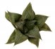  - HAWORTHIA cv. Jaffa, CCO 241