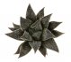  - HAWORTHIA cv. Black Angel