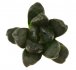  - HAWORTHIA cv. Nr. 33