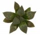  - HAWORTHIA cv. Oniyasya