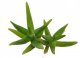  - ALOE whitcombei