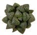  - HAWORTHIA magnifica var. splendens ex Esoticando cl. 2