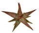  - ALOE cv. Doted