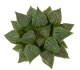  - HAWORTHIA cv. Demon Inuyasha