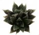  - HAWORTHIA venusta f. black form