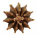  - GYMNOCALYCIUM friedrichii var. angustostriatum LB 2178