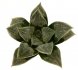  - HAWORTHIA cv. Gorthaur ex Zanovello
