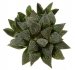  - HAWORTHIA cv. Star Wars 