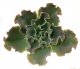  - ECHEVERIA cv. Giant Blue