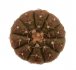  - GYMNOCALYCIUM platygonum STO 474 