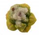  - ARIOCARPUS fissuratus f. gracilis variegate, Terlingua, Tx., USA