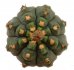  - GYMNOCALYCIUM vatteri f. unguispinum inermis light spines