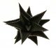 - HAWORTHIA limifolia f. dark form