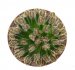  - MAMMILLARIA bertholdii GCG 10006, 5 seeds