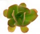  - ECHEVERIA cv. Beach Waves