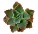 - ECHEVERIA cv. Curly Locks