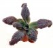  - ECHEVERIA cv. Etna ex Spain clone 2