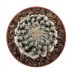  - DISCOCACTUS horstii 4 cm, 1 piece