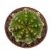  - AZTEKIUM ritteri f. intercostatum GCG 10888, Puente Ciprian, 1 cm