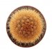  - BRACHYCEREUS nesioticus