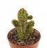  - PSEUDOLITHOS dodsonianus, SEEDLING !!!