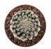  - DISCOCACTUS horstii 2,2 + 2,5 cm, SEEDLINGS !!