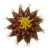  - UEBELMANNIA buiningii RNK 52, Tromba d´Anta, 1,4 - 1,6 cm (2 - 2,5 cm) SEEDLING !