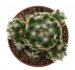  - MAMMILLARIA haudeana ex Vasicek