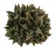  - HAWORTHIA cv. Korizato