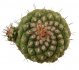  - STROMBOCACTUS disciformis ssp. esperanzae x TURBINICARPUS alonsoii