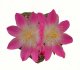  - AZTEKIUM valdezii GCG 10893, 0,7 cm, SEEDLING