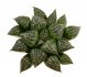  - HAWORTHIA cv. Yuki - Keshiki