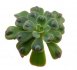  - ECHEVERIA cv. Rain Drops