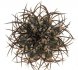  - COPIAPOA griseoviolacea GCG 15034, mountain form, selection