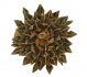  - ARIOCARPUS kotschoubeyanus var. macdowellii 